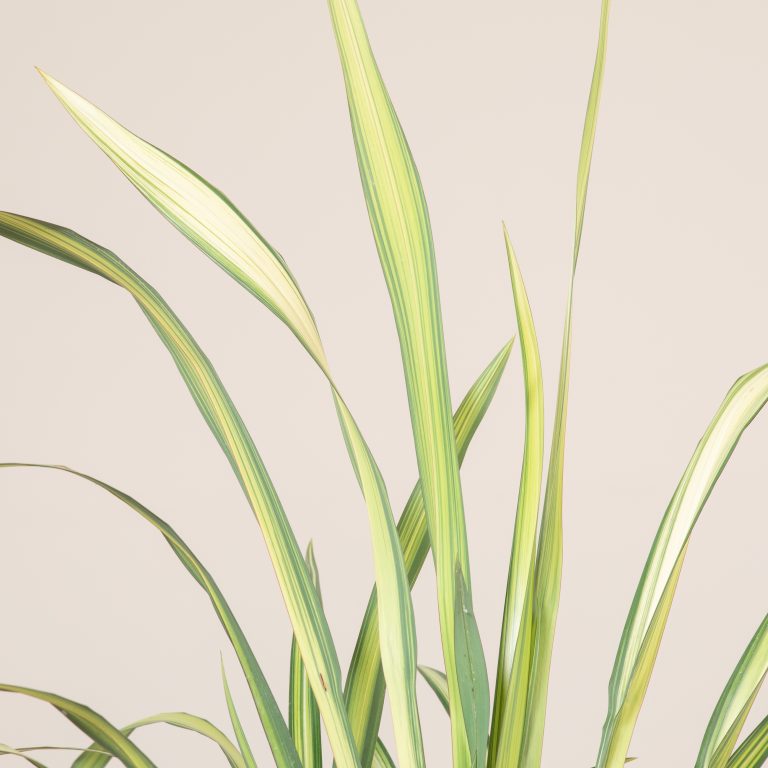 Phormium ‘Yellow Wave’