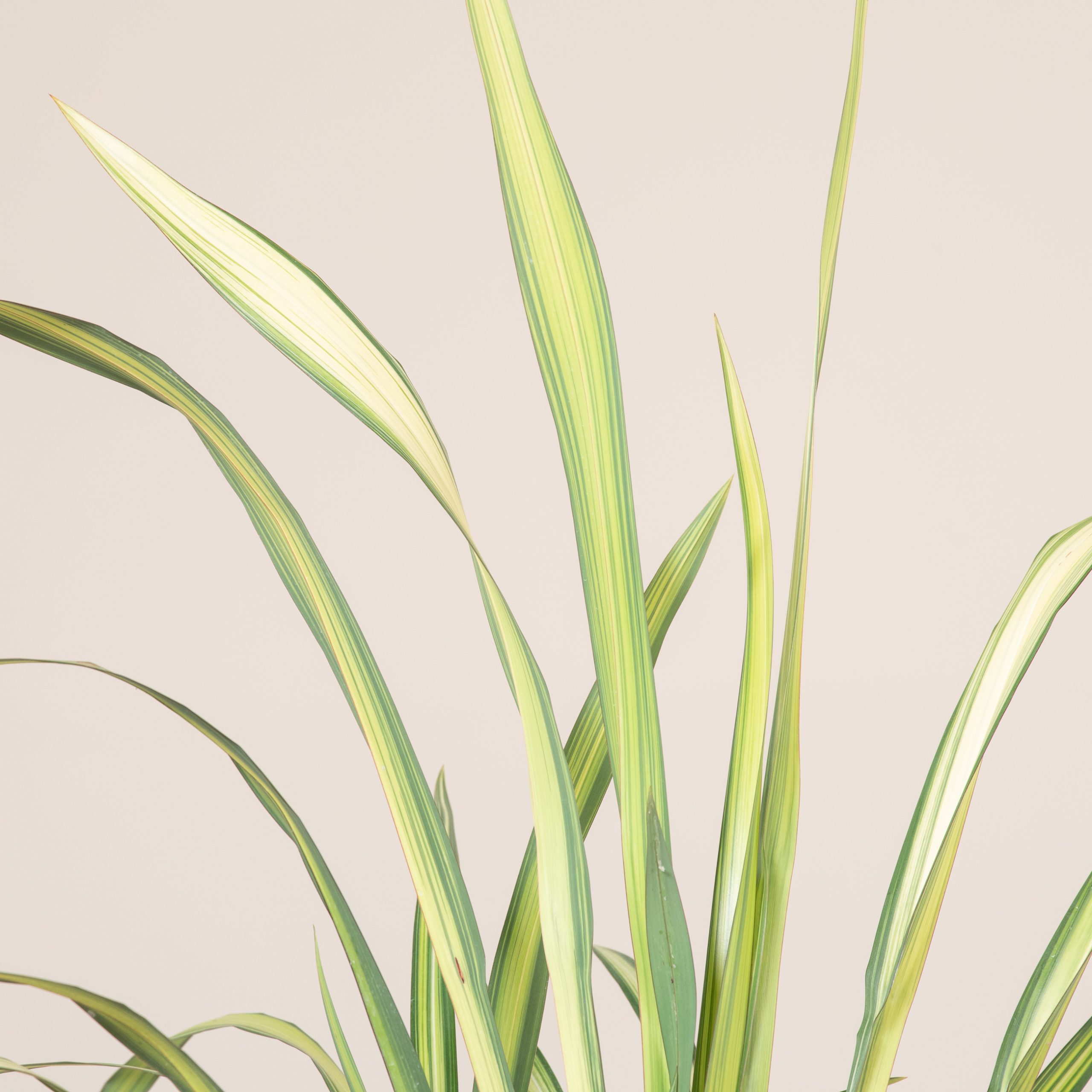 Phormium 'Yellow Wave' - Image 2