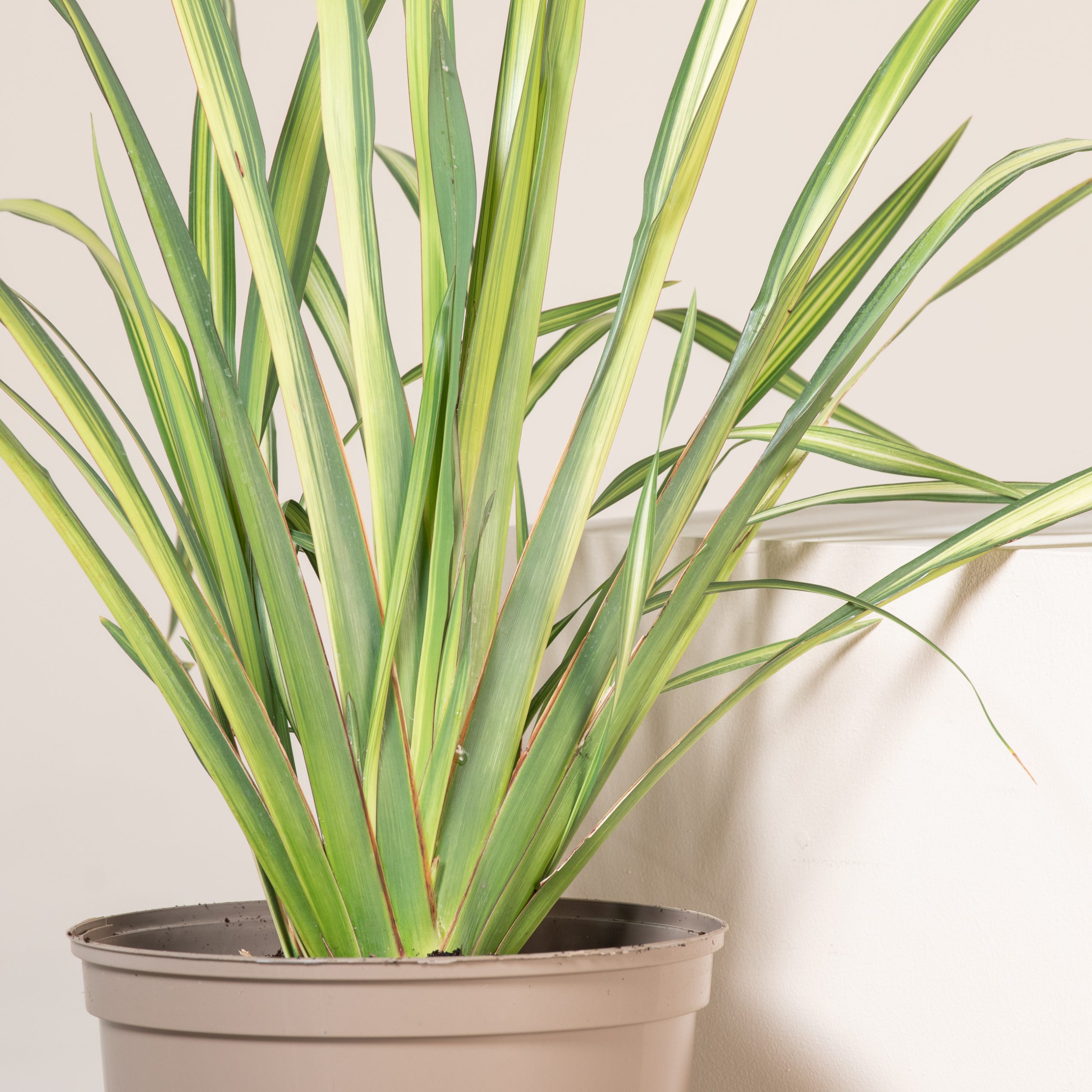 Phormium 'Yellow Wave' - Image 4