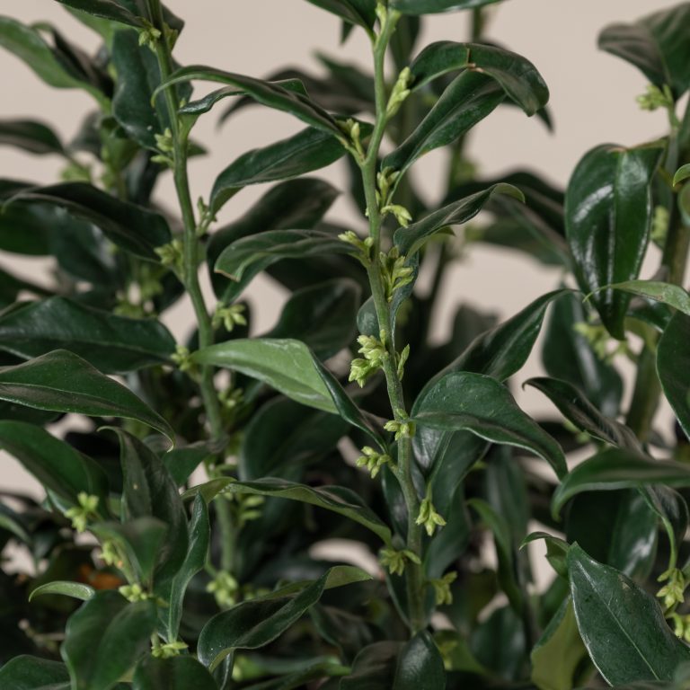 Sarcococca confusa