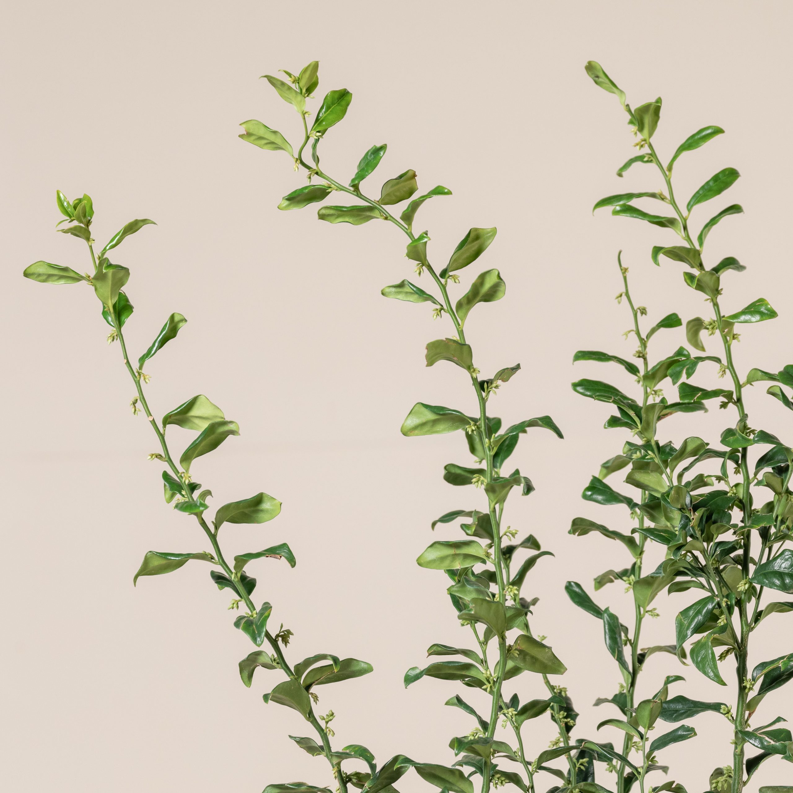 Sarcococca confusa - Image 17