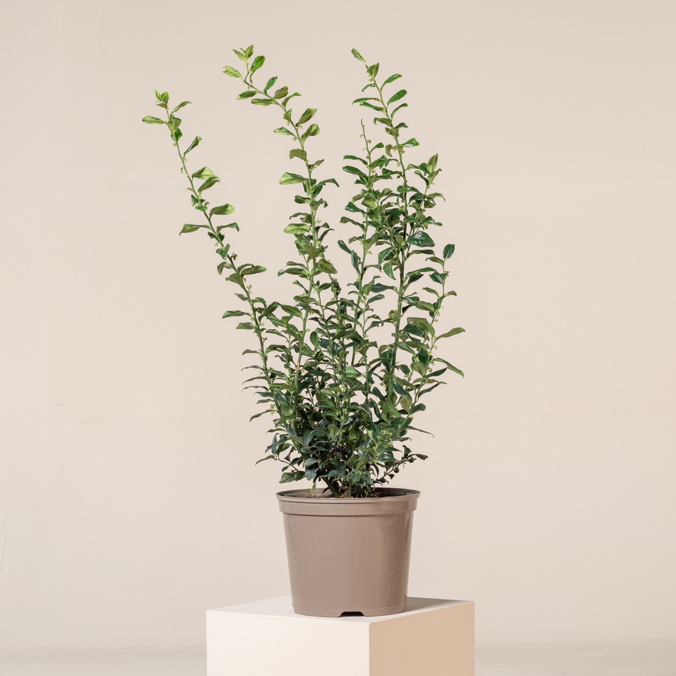 Sarcococca confusa - Image 15