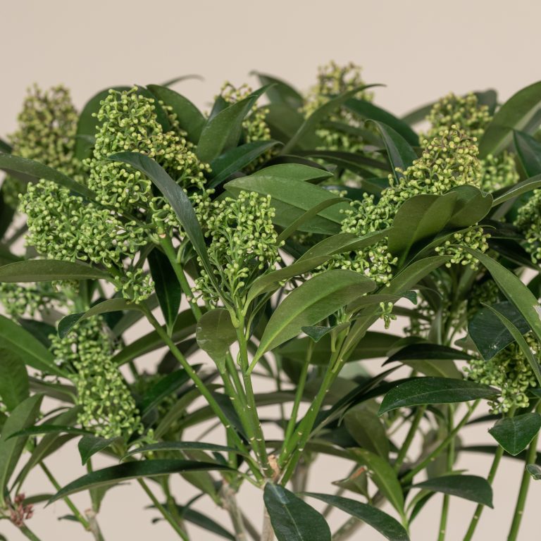 Skimmia x confusa ‘Kew Green’