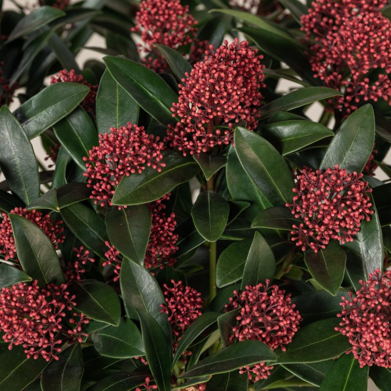Popular with gardeners and pollinators
