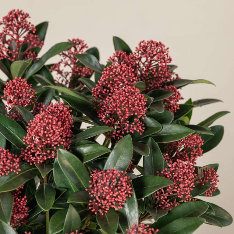 Skimmia japonica ‘Rubella’