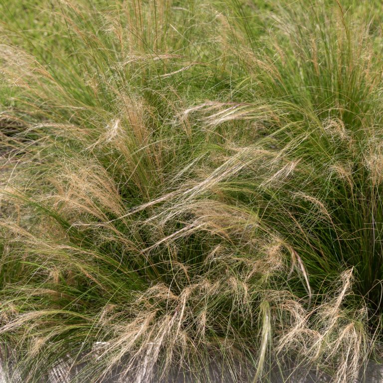 Stipa tenuissima ‘Ponytails’