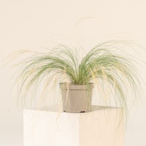 Stipa tenuissima 'Ponytails'