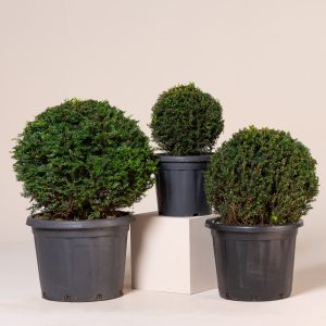 Taxus baccata - topiary