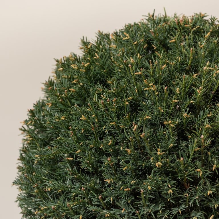 Taxus baccata – topiary