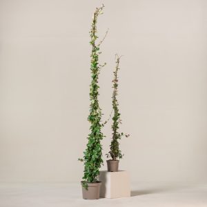Trachelospermum jasminoides