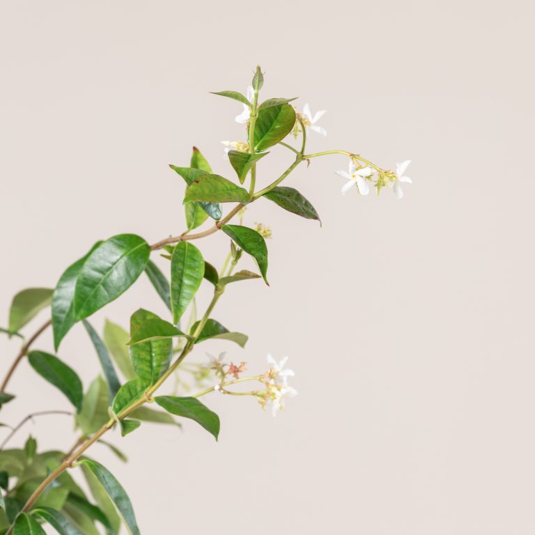 Trachelospermum jasminoides
