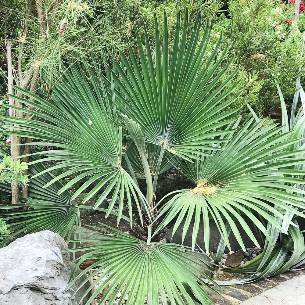 Trachycarpus princeps (Hybrid) - Image 10