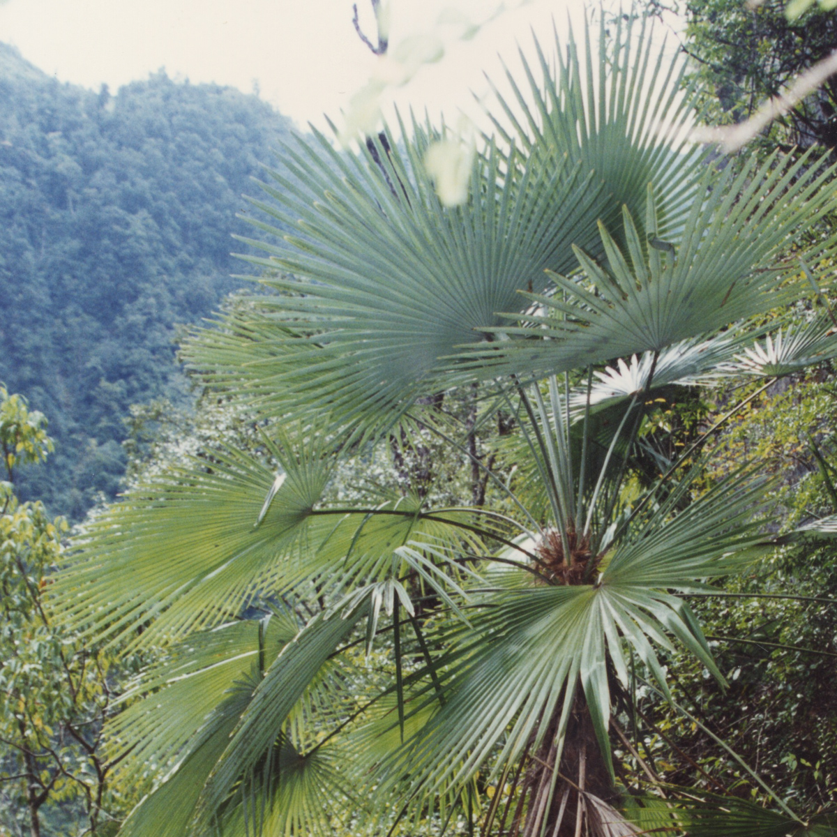 Trachycarpus princeps (Hybrid) - Image 8