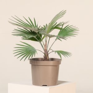 Trachycarpus princeps (Hybrid)