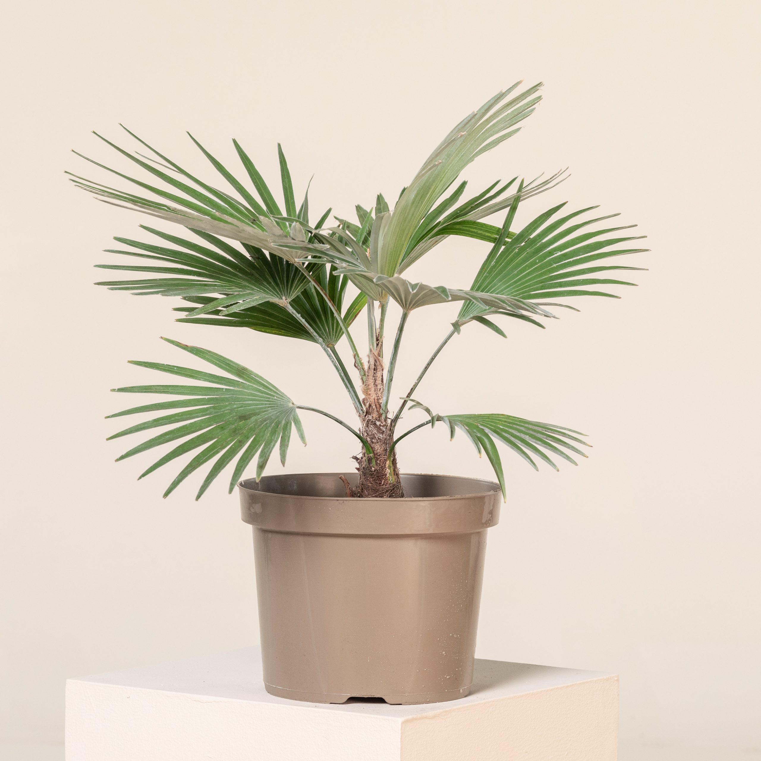 Trachycarpus princeps (Hybrid)