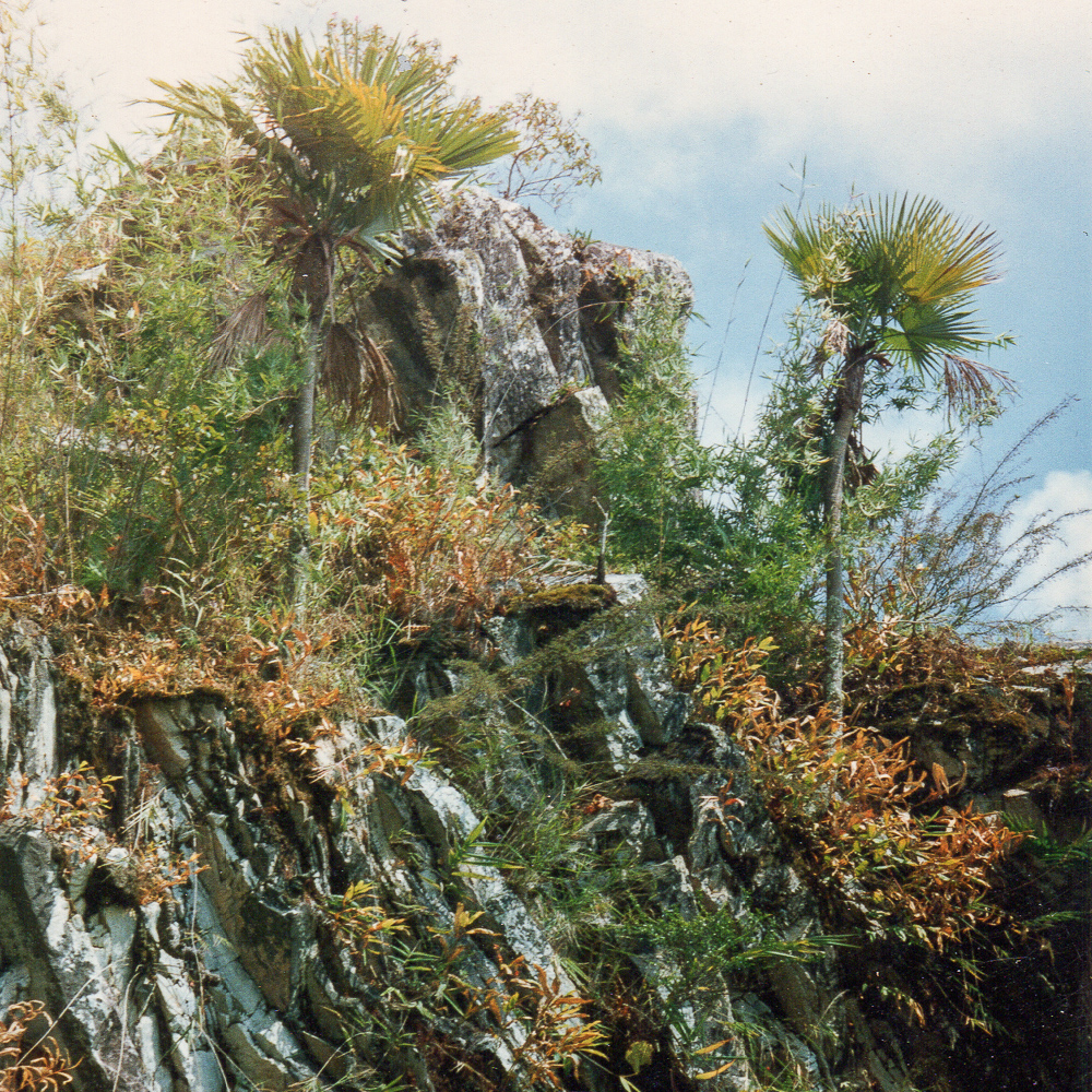 Trachycarpus princeps (Hybrid) - Image 7
