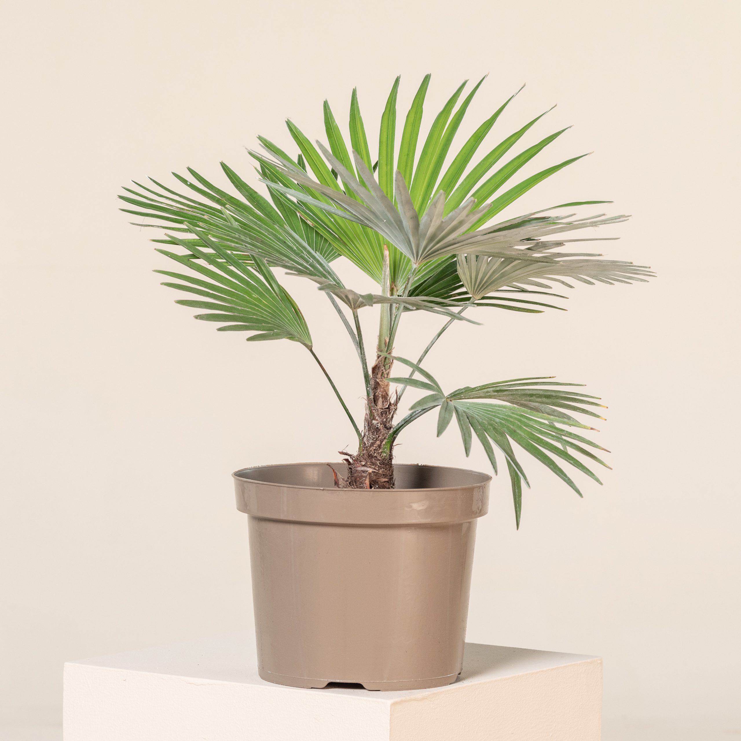 Trachycarpus princeps (Hybrid) - Image 4