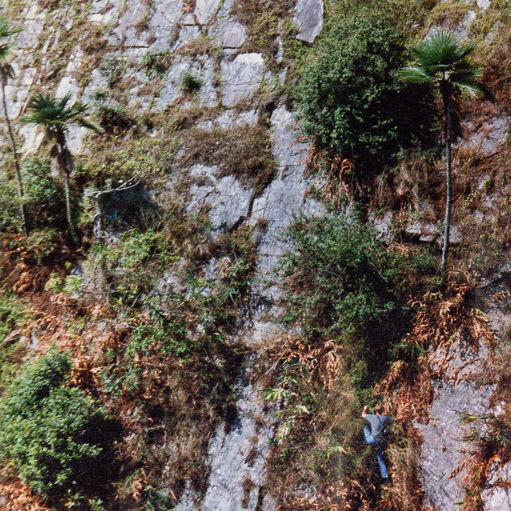 Trachycarpus princeps (Hybrid) - Image 5