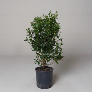 Viburnum tinus