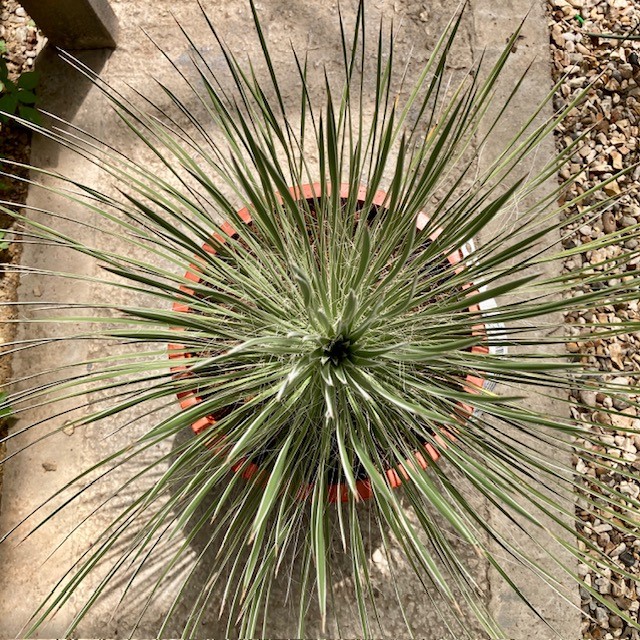 Yucca elata - Image 16