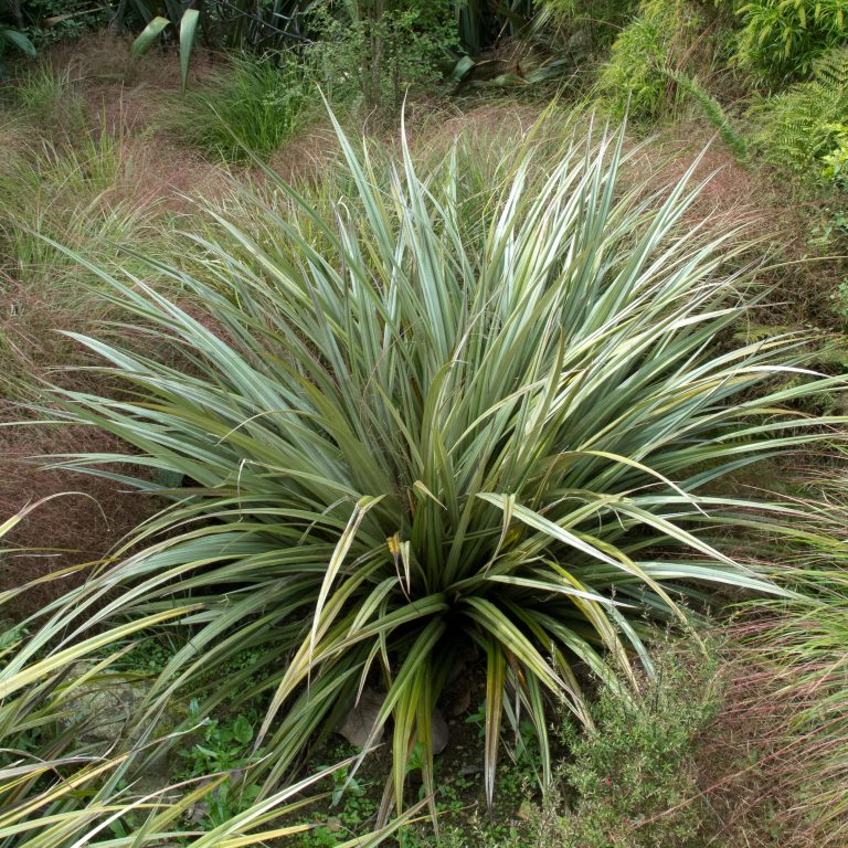 Astelia chathamica ‘Silver Spear’