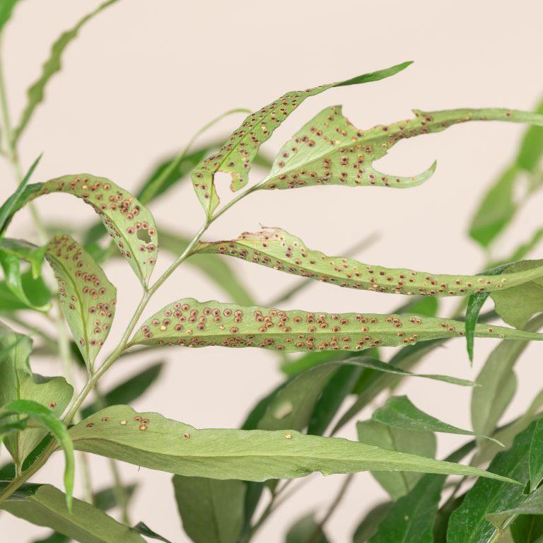 Cyrtomium devexiscapulae
