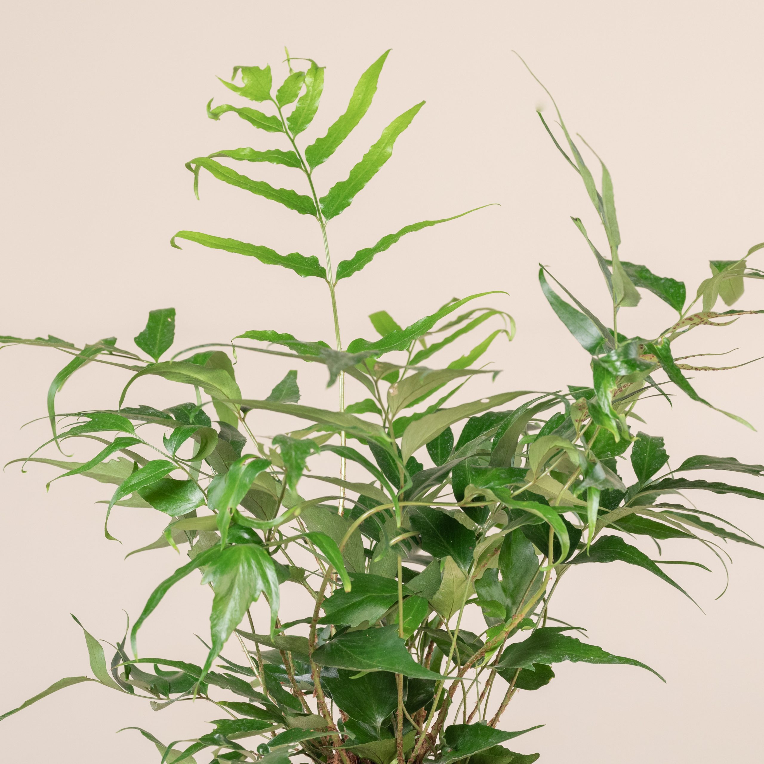 Cyrtomium devexiscapulae - Image 6