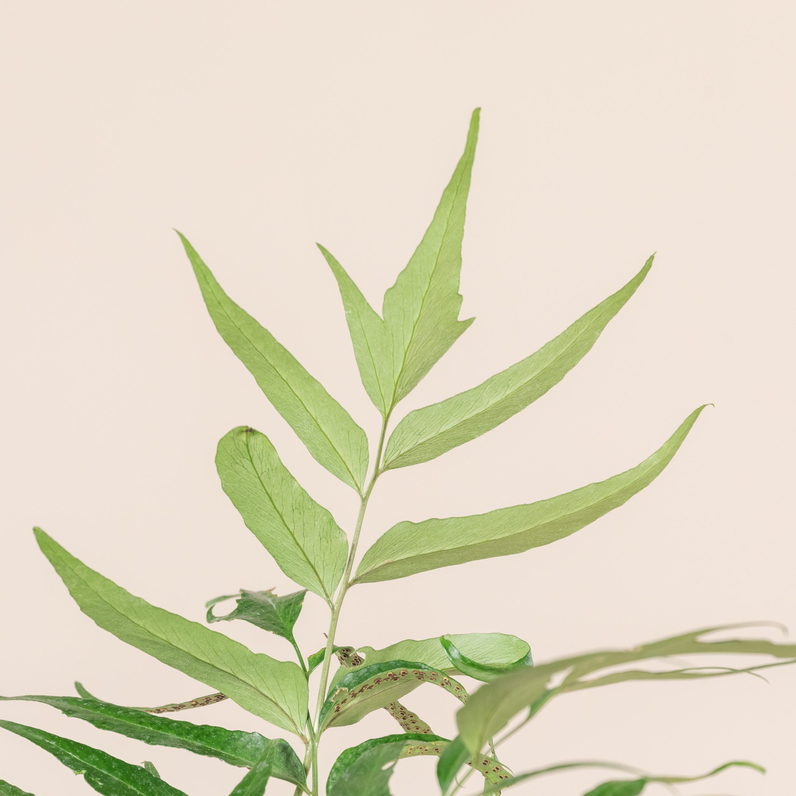 Cyrtomium devexiscapulae - Image 4
