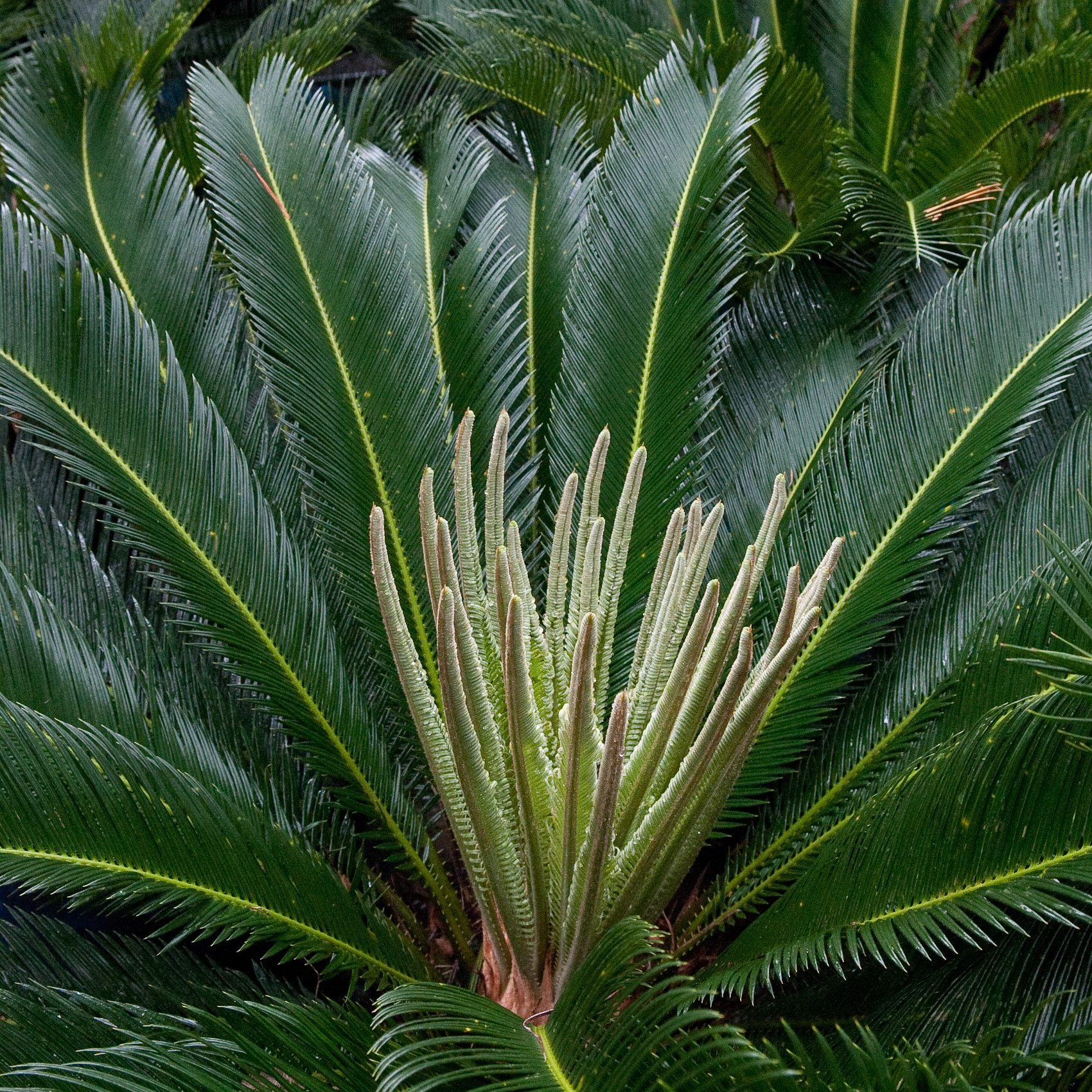 Cycas revoluta - Image 6