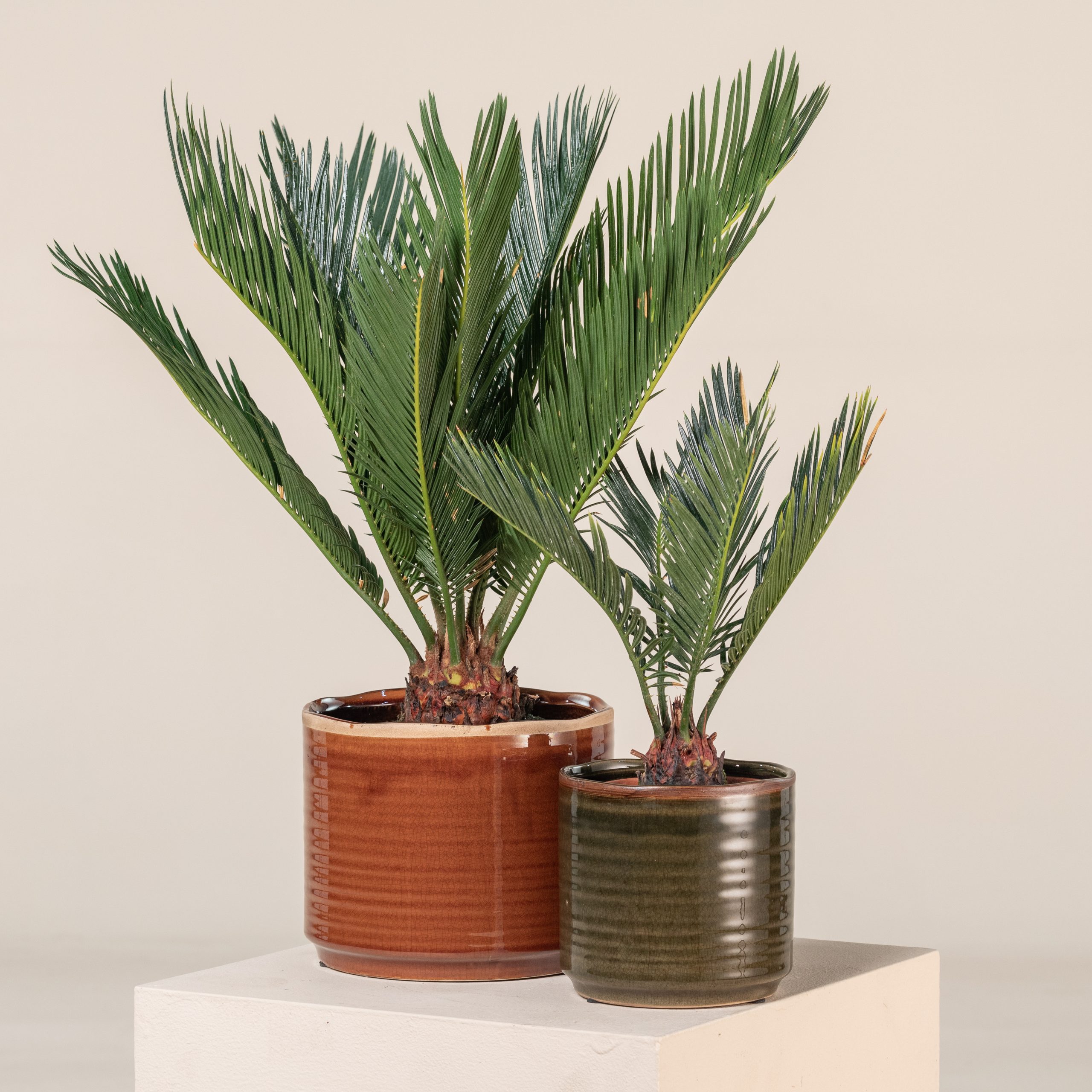 Cycas revoluta - Image 7