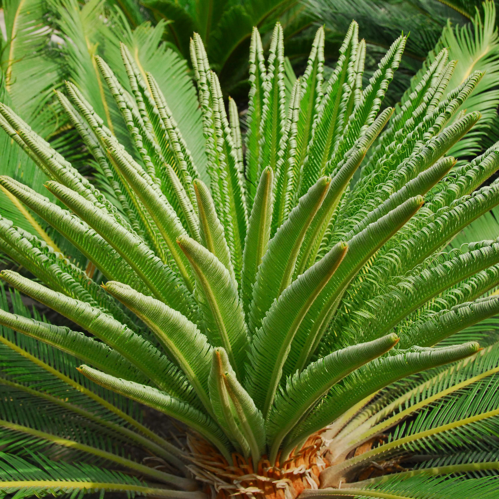 Cycas revoluta - Image 9