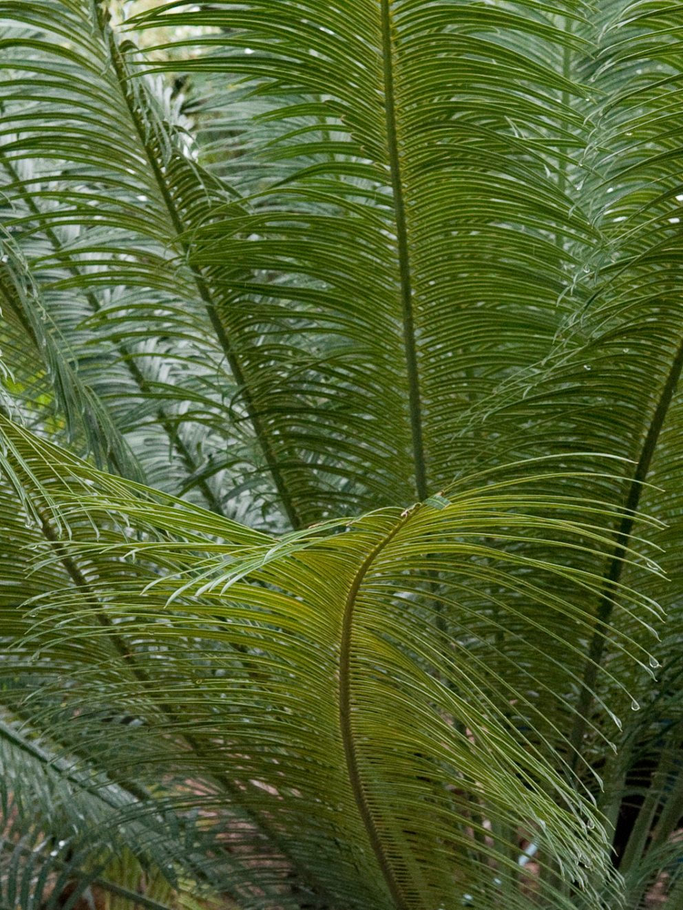 Just received my cycas revoluta by courier right on the given time. Plant is of top quality as I’ve come to expect, fabulous company to deal with, excellent communication throughout the order process, why go elsewhere?