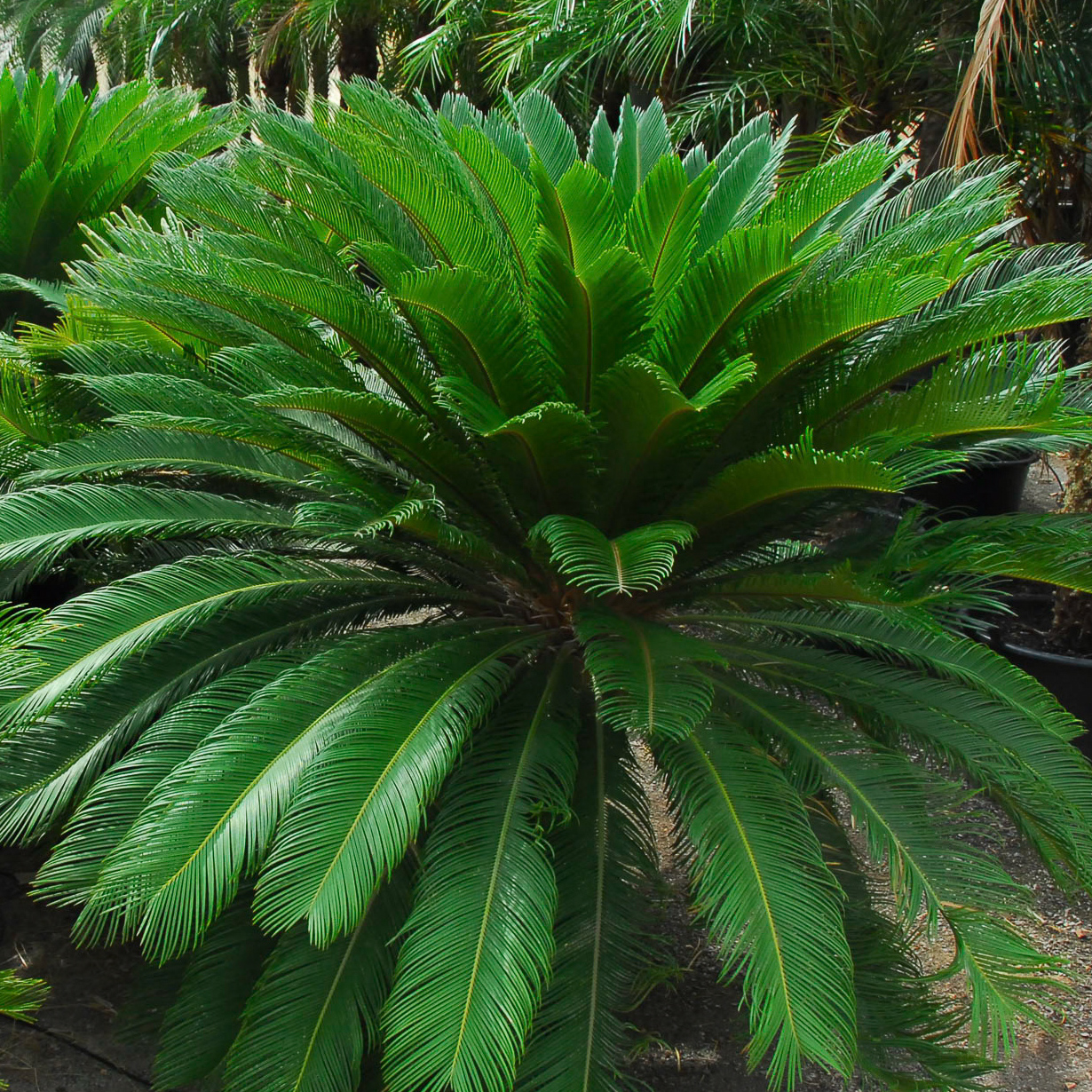 Cycas revoluta - Image 4