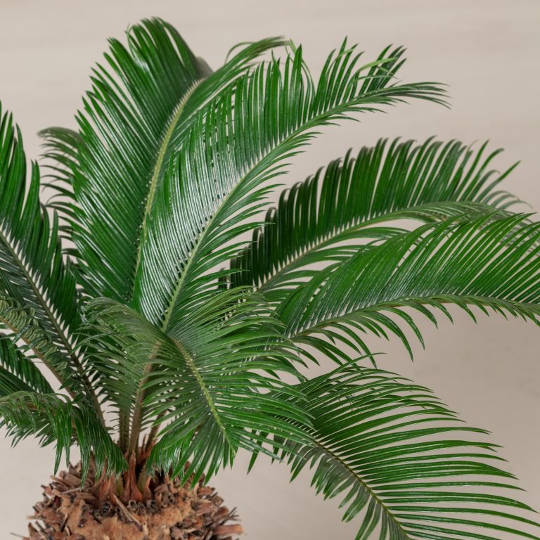 Cycas revoluta