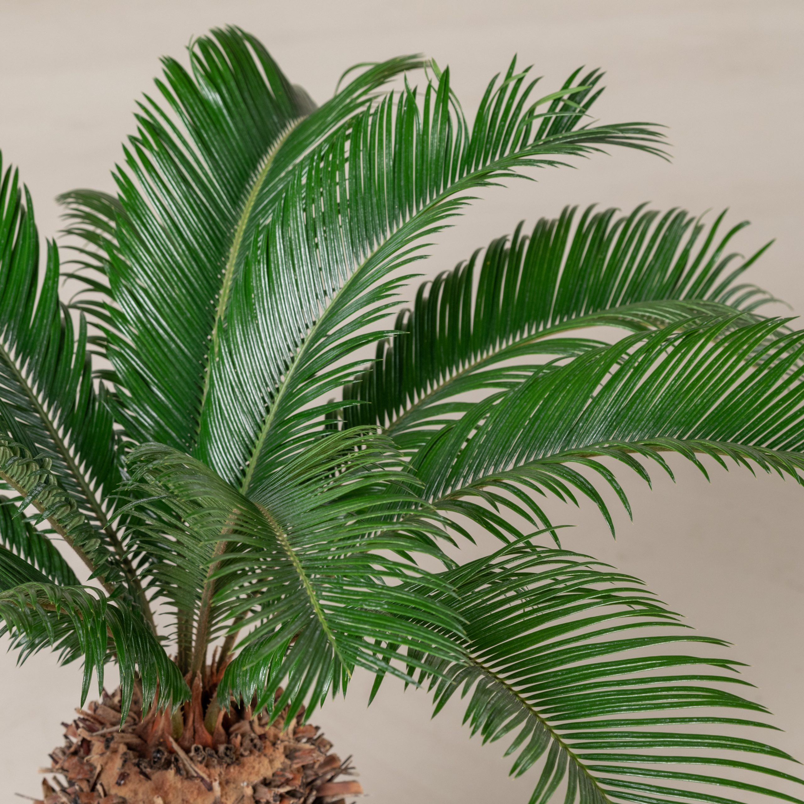 Cycas revoluta - Image 8