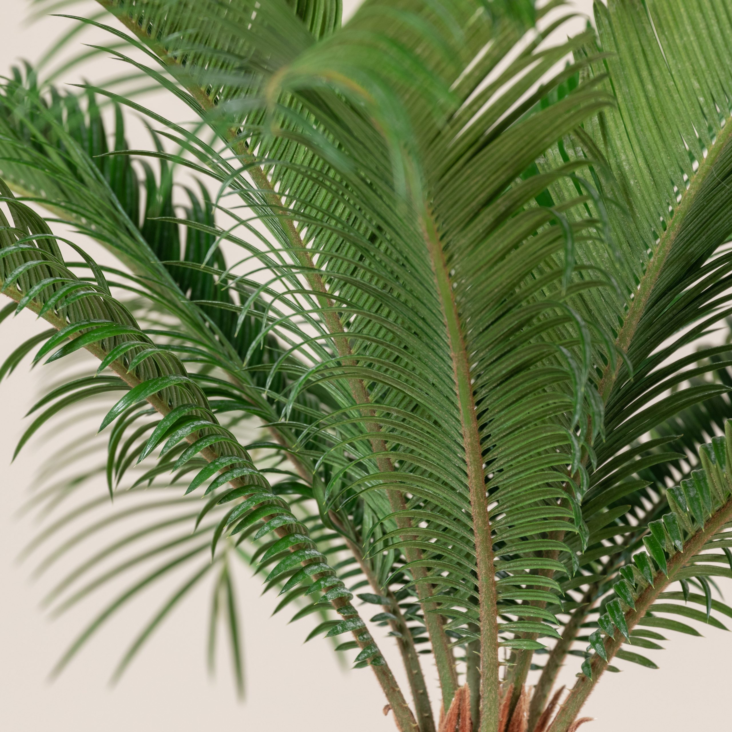 Cycas revoluta - Image 2