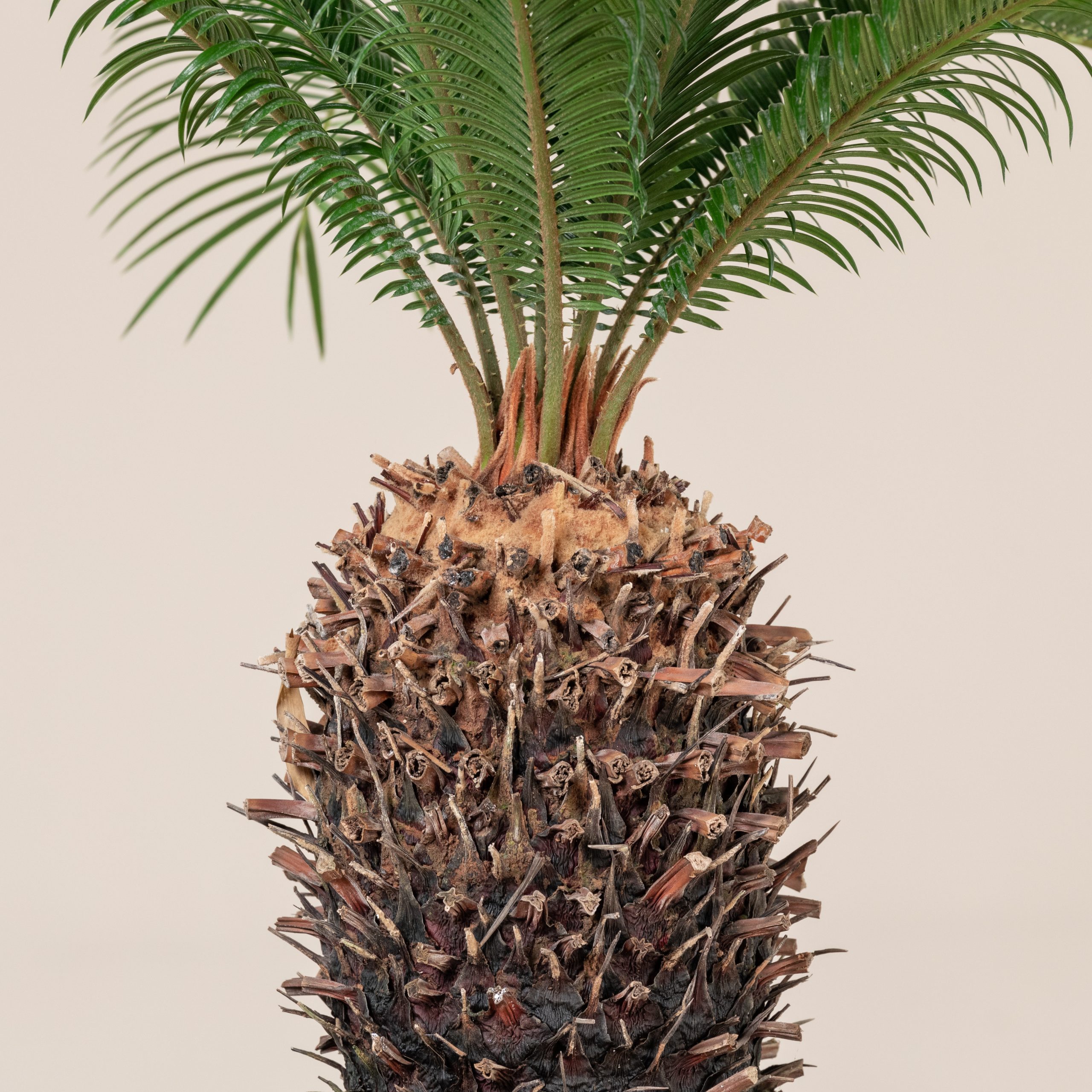 Cycas revoluta - Image 5