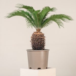Cycas revoluta