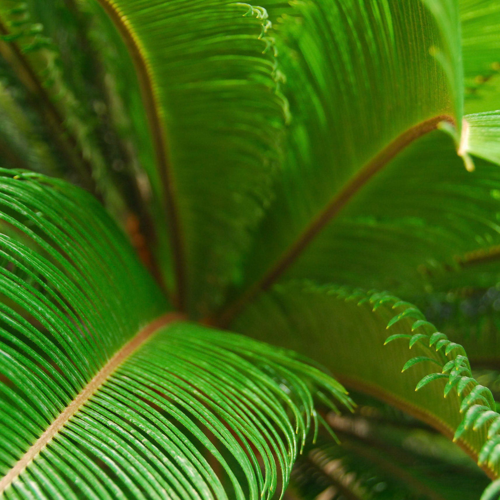 Cycas revoluta - Image 3