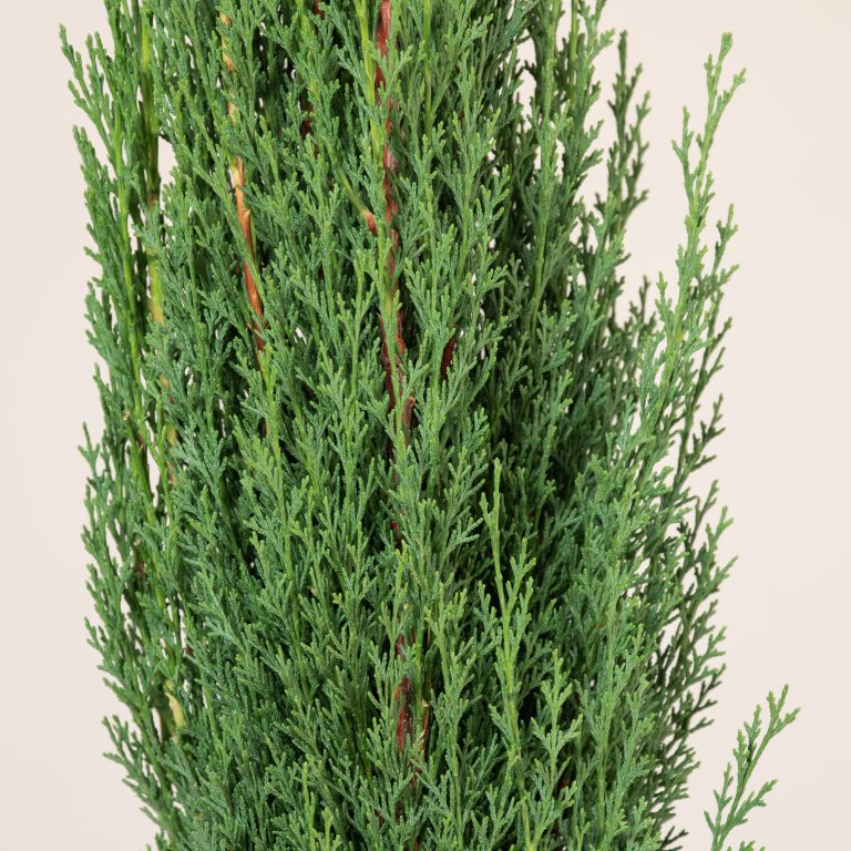 Cupressus sempervirens
