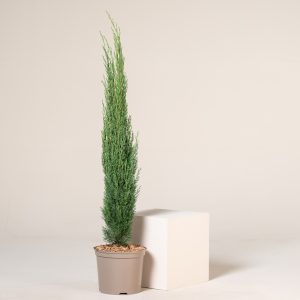 Cupressus sempervirens