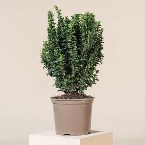 Euonymus japonicus 'Green Rocket'