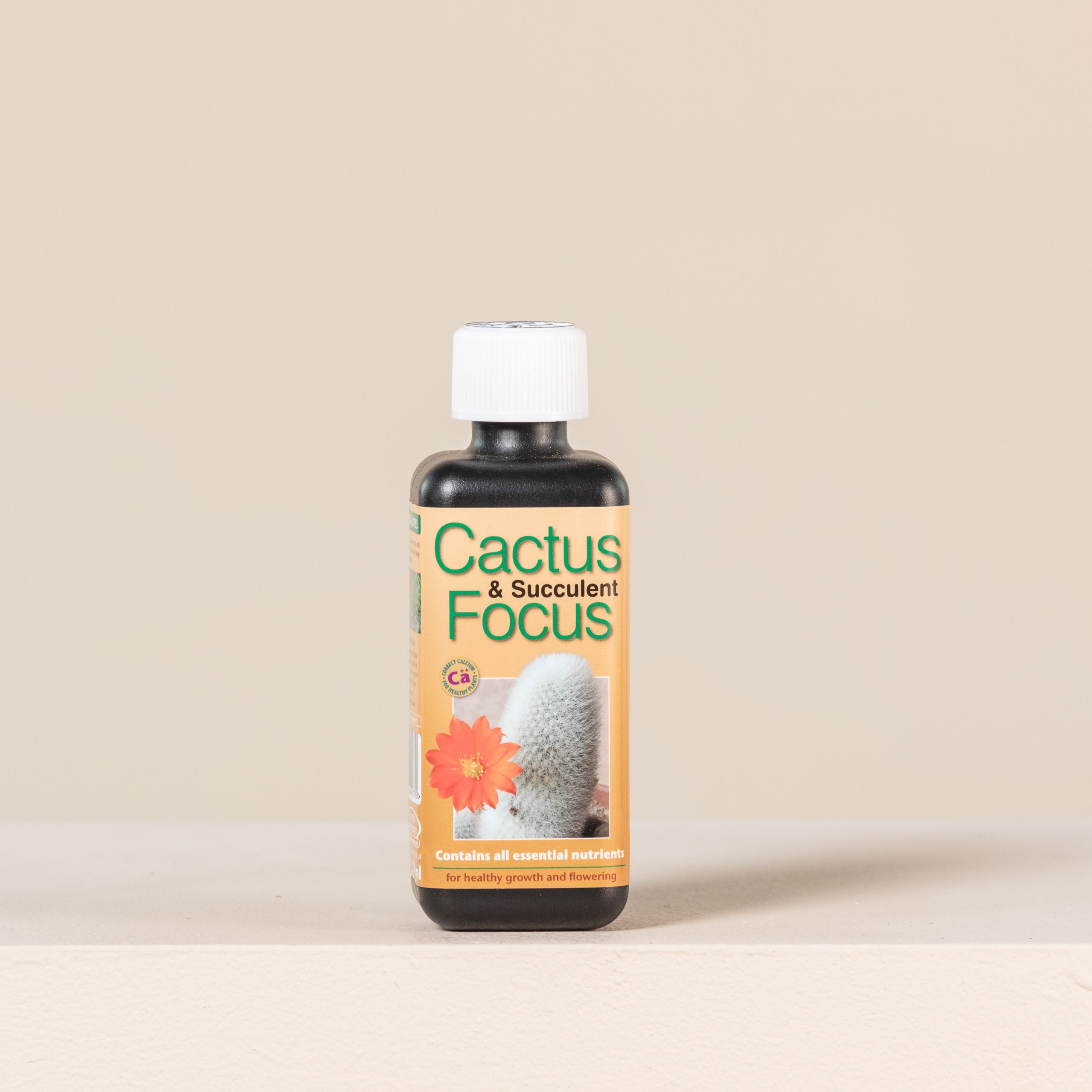 Cactus and Succulent Focus