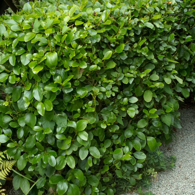 Griselinia littoralis