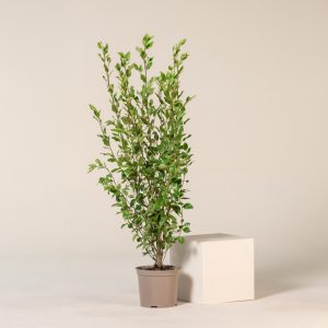 Griselinia littoralis