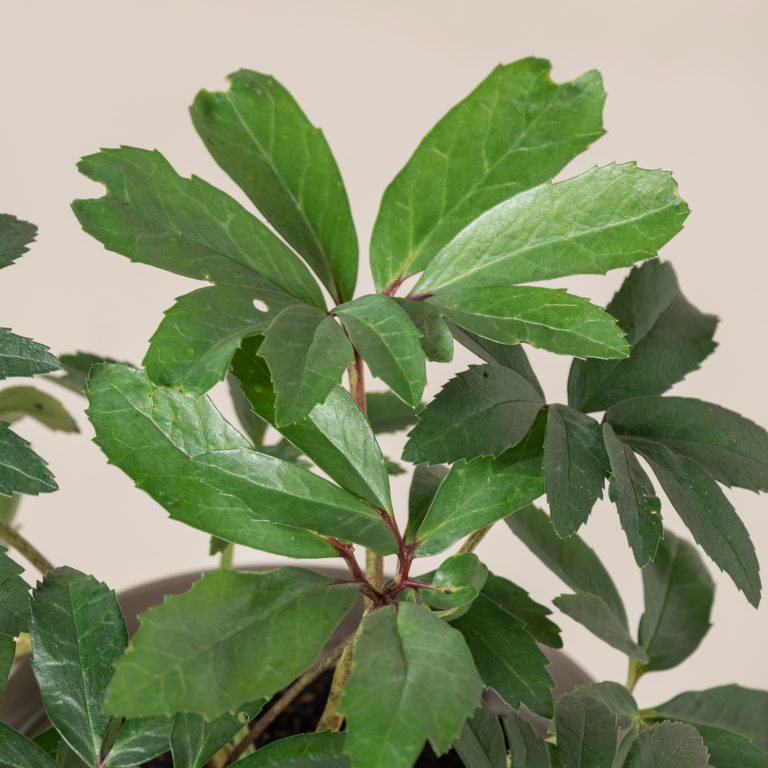 3. Helleborus (Hellebore)