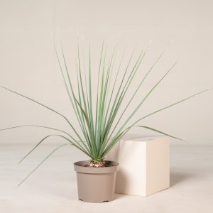Nolina nelsonii
