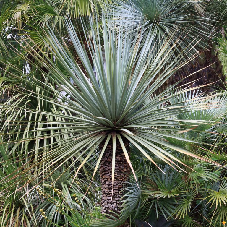 Nolina nelsonii