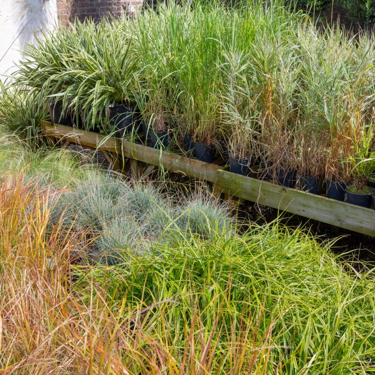 Grasses
