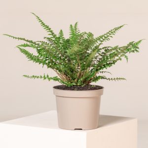 Polystichum neolobatum